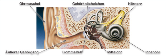 Ohr Anatomie