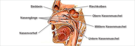 Anatomie der Nase